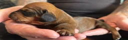 Dachshund dogs for sale: QUALITY KC STANDARD SMOOTH DAHSHUNDS  - Advert 8