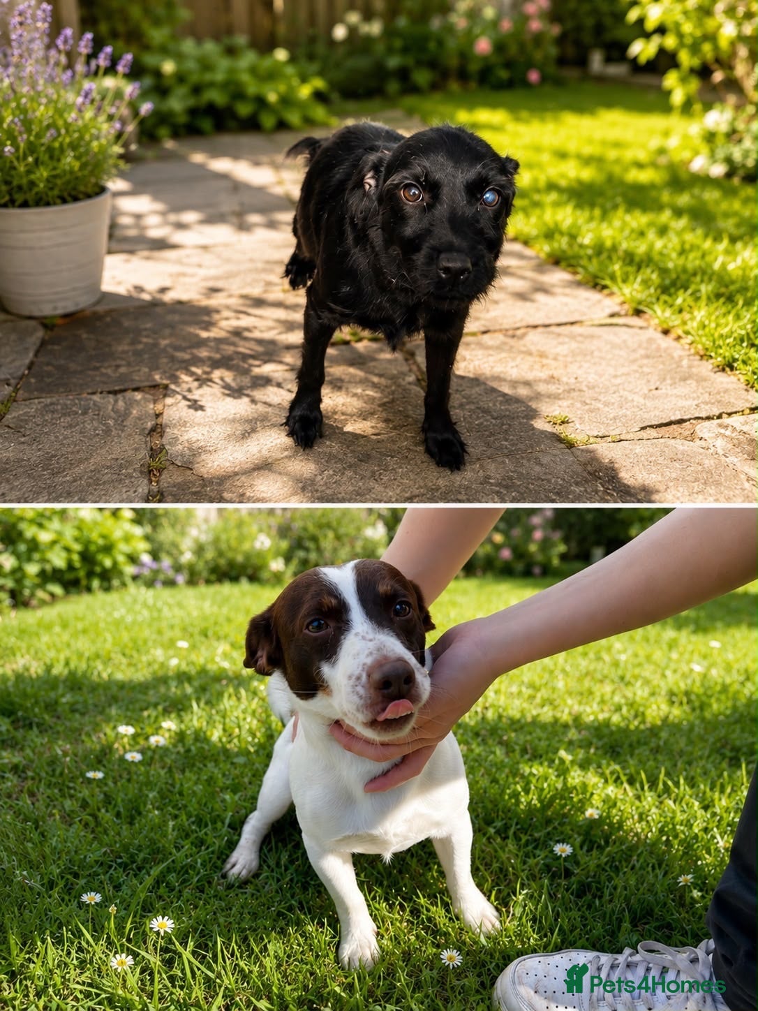 Patterjack dogs Patterjack terrier puppies  - Advert 12