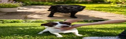 Patterjack dogs for sale: Patterjack terrier puppies  - Advert 1