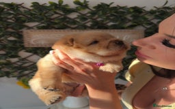 Chow Chow dogs for sale: ONE GIRL LEFT! Adorable Chow Chow Cubs 🐻  - Image 6
