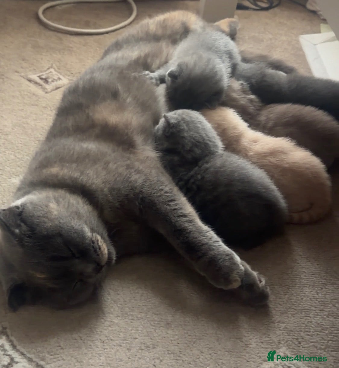 Scottish Fold cats Beautiful Kittens Ready from 8 Weeks - Advert 2