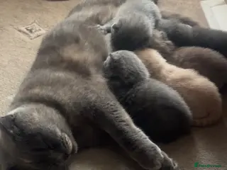 Scottish Fold cats Beautiful Kittens Ready from 8 Weeks - Advert 1