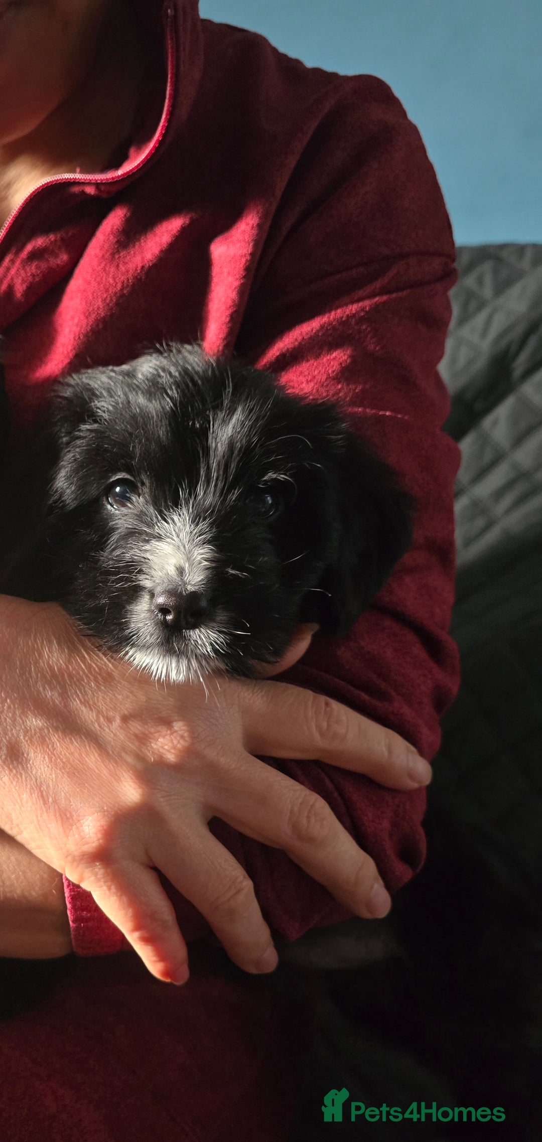 Mixed Breed dogs for sale: Jack Russell terrier - Advert 3