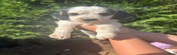 Cockapoo dogs for sale: F2 cockapoo puppies  - Advert 8