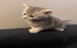 Mixed Breed cats for sale: Beautiful grey tabby  - Image 2