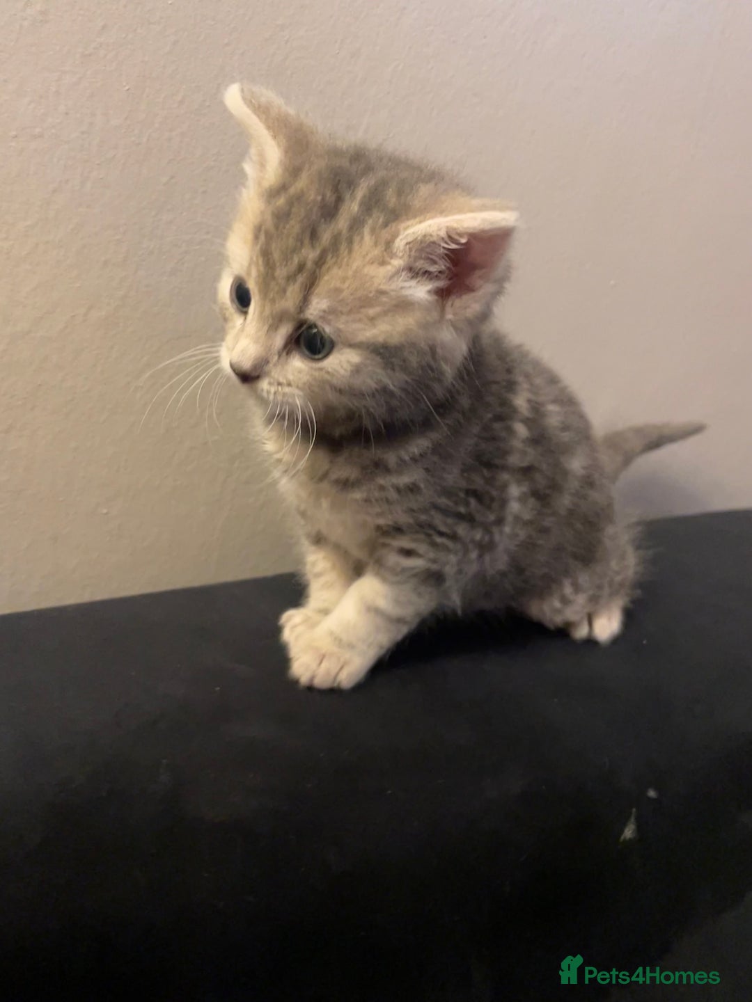 Mixed Breed cats for sale: Beautiful grey tabby  - Image 2