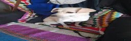 Mixed Breed dogs for adoption: Sweet Luba is looking for her forever after - Advert 5