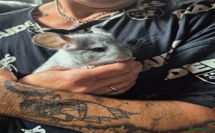 Chinchilla rodents - Advert 13