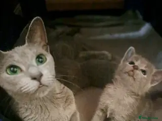 Russian Blue cats TICA 5* pedigree Russian blue kittens - Advert 4