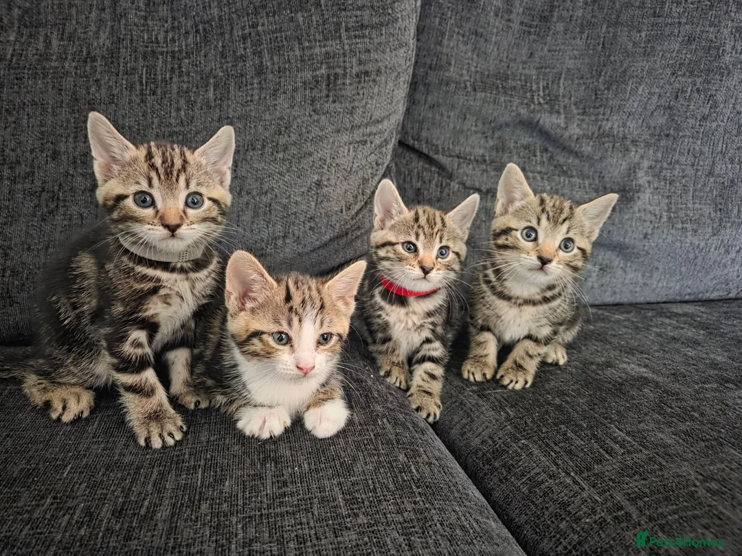 Mixed Breed cats for sale: Mixed Bread Kittens  - Advert 2