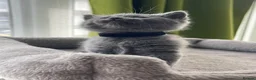 British Shorthair cats for sale: Beautiful British Kittens 🍂 - Advert 19