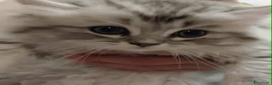 Persian Kitten 3