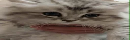 Persian cats for sale: 1male 1female Persian chinchilla  - Advert 10