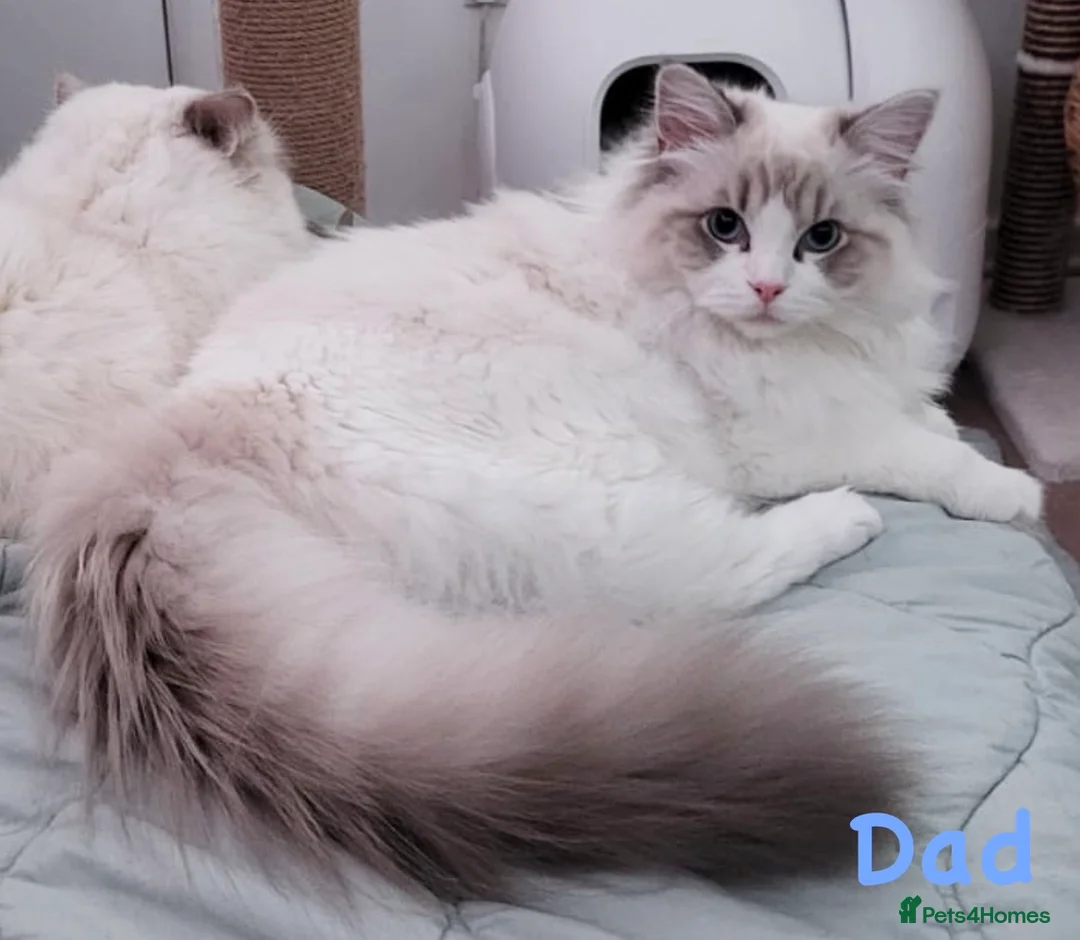 Mixed Breed cats for sale: 💖 MAINE COON X RAGDOLL *PARENTS HEALTH TESTED* 💖 - Advert 39
