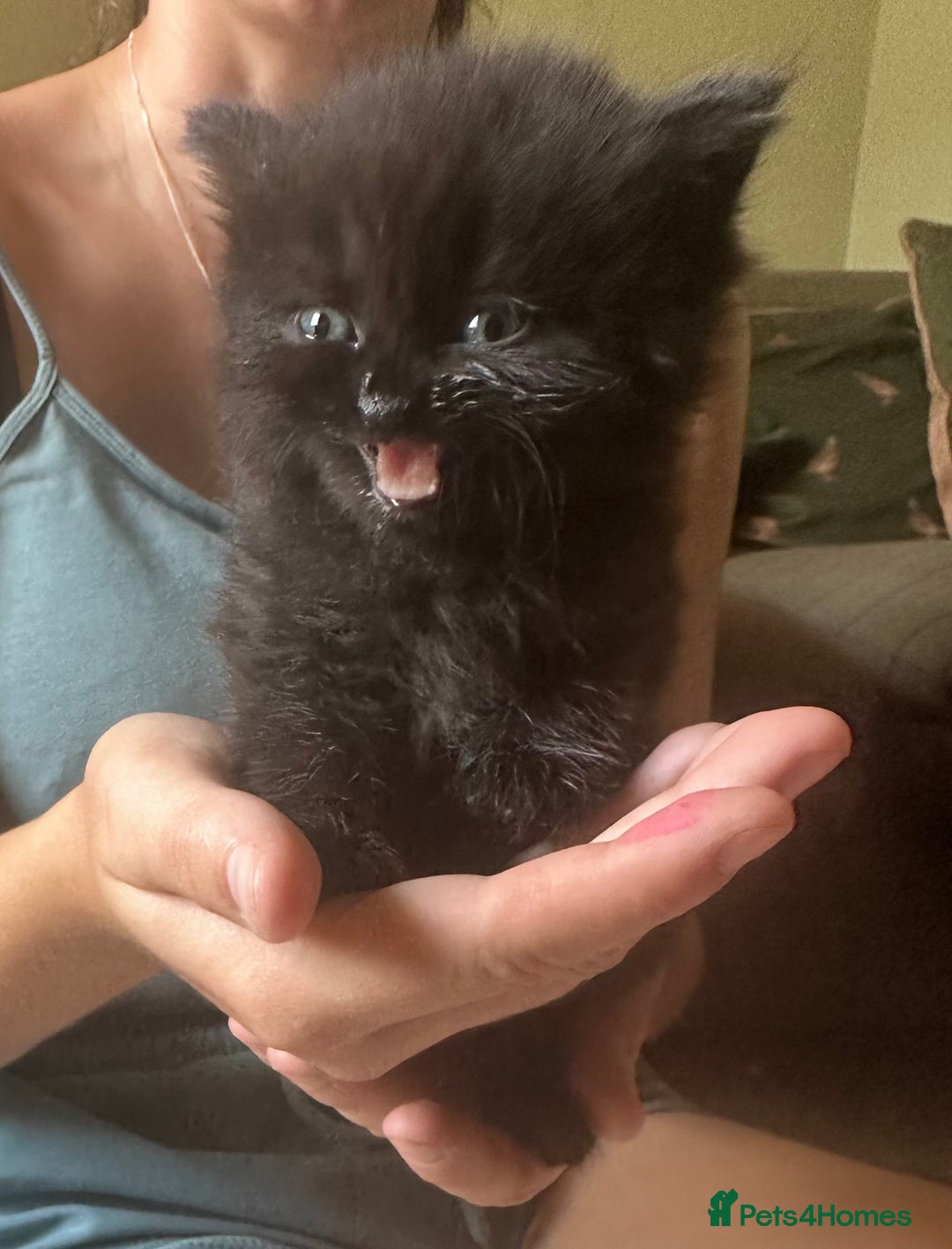 British Shorthair cats for sale: British blue short hair x ragdoll kittens - Image 7