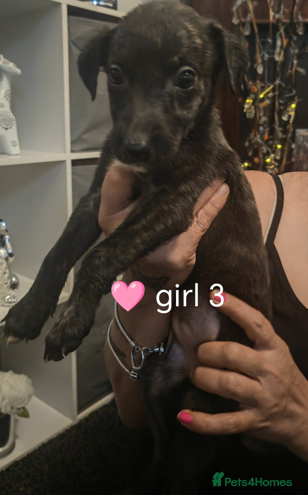 Mixed Breed dogs for sale: Bull grey whippet - Image 5