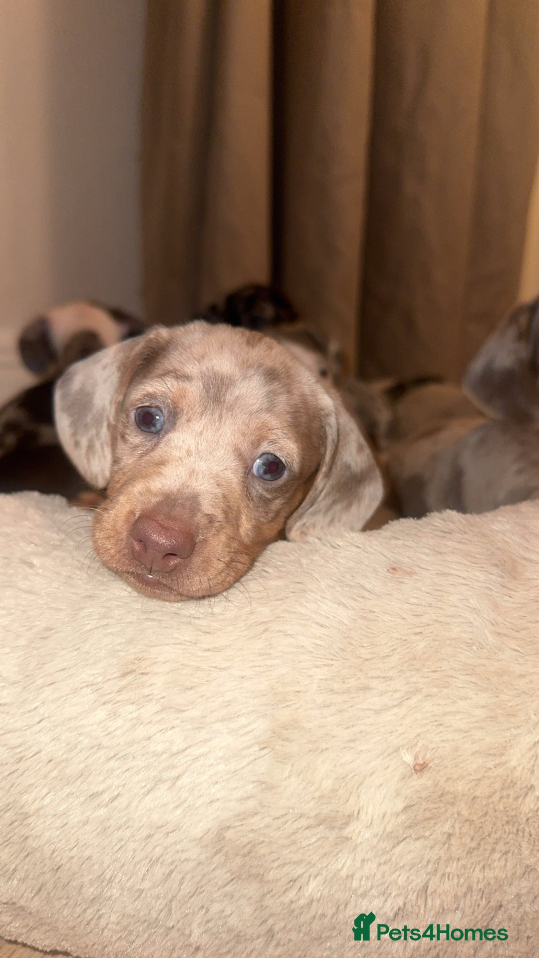 Dachshund dogs for sale: Miniature dapple dachshunds 5 puppies  - Advert 10
