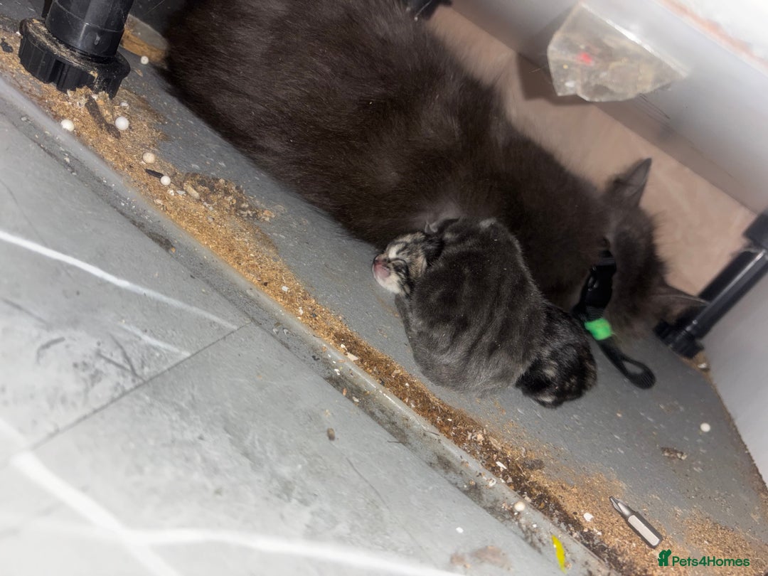 British Longhair cats for sale: NEED GONE British long hair x kittens ready to go - Advert 4