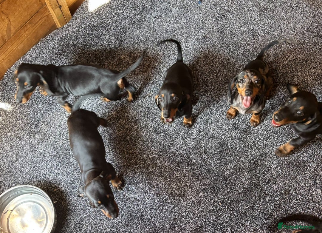 Dachshund dogs for sale: miniature dachshund   - Image 13