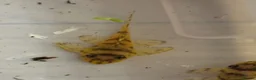 Plecos fish for sale: L236sy. Sub adults.  - Advert 3