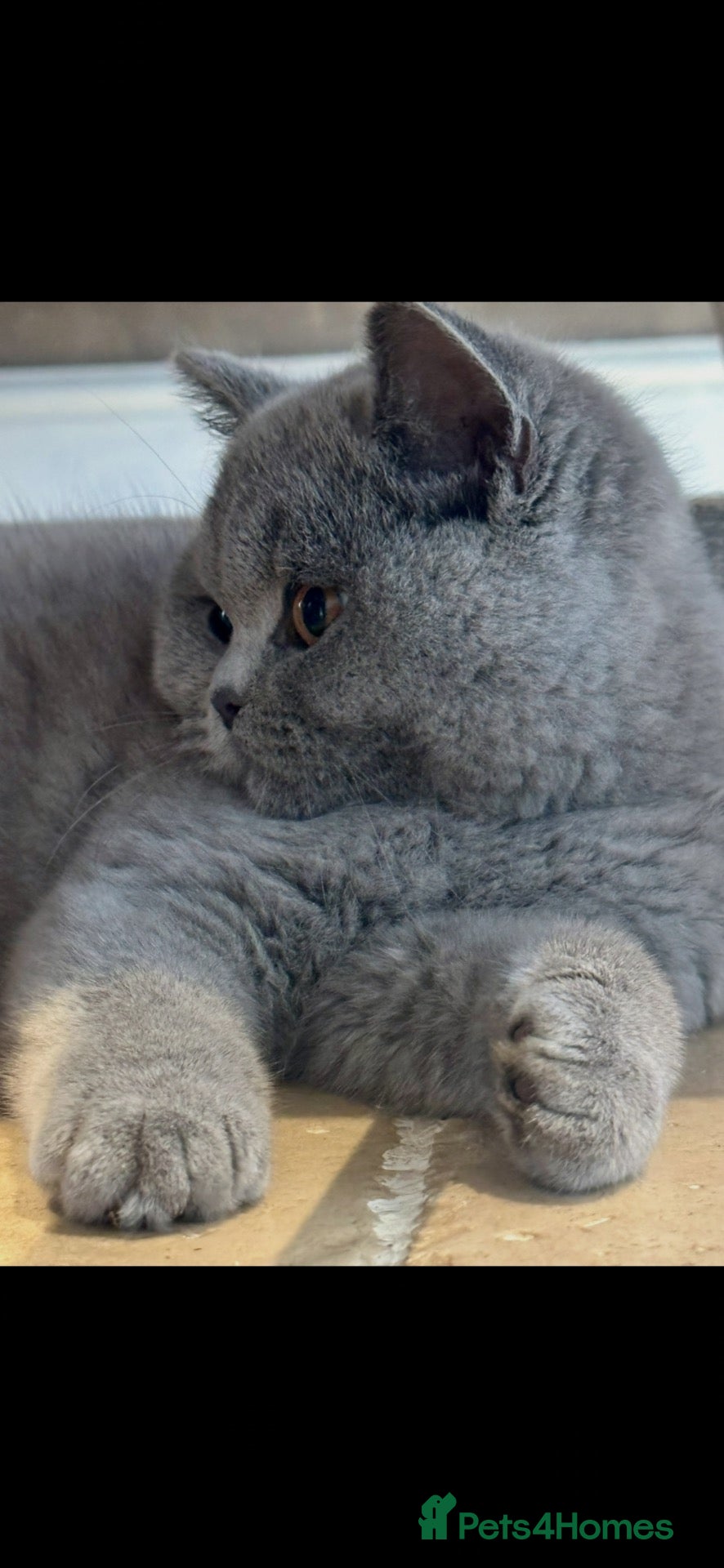 British Shorthair cats Reduced, ready now - Advert 1