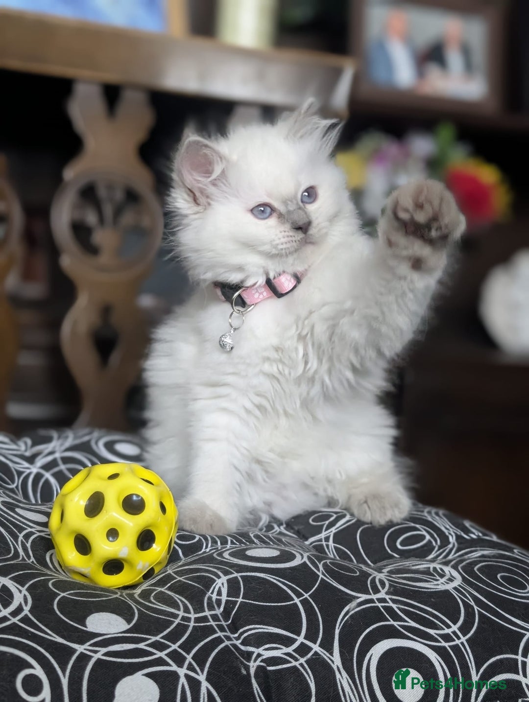 Ragdoll cats for sale: **Stunning litter of 4 ragdoll kittens** - Advert 10