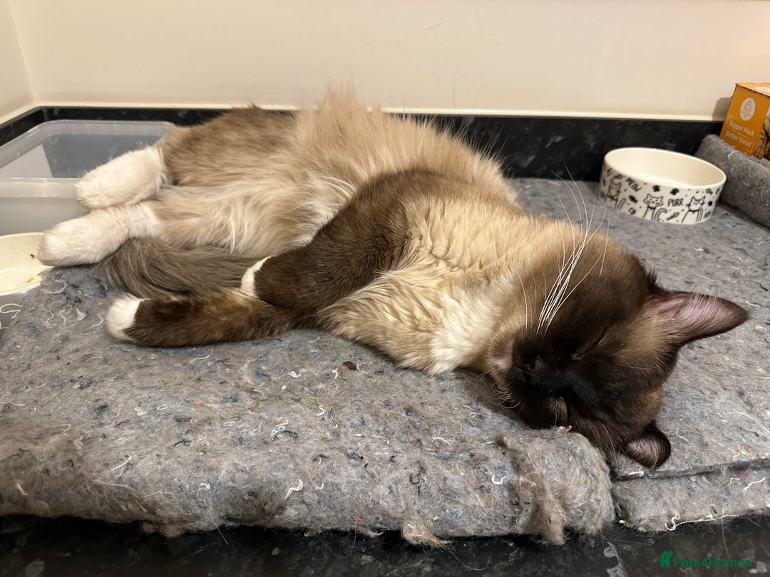 Ragdoll cats for sale: 🐾 Loving 21-Month-Old Male Seal Mitted Ragdoll 🐾 - Image 22