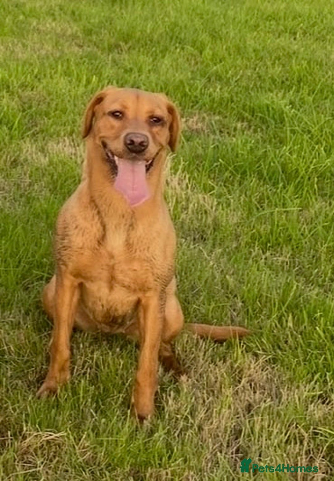 Labrador Retriever dogs for sale: 1 golden/ yellow boy Labrador puppies left - Advert 18