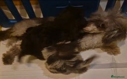 Shihpoo dogs for sale: Beautiful Chocolate & Tan Girl Ready Next Week  - Image 11