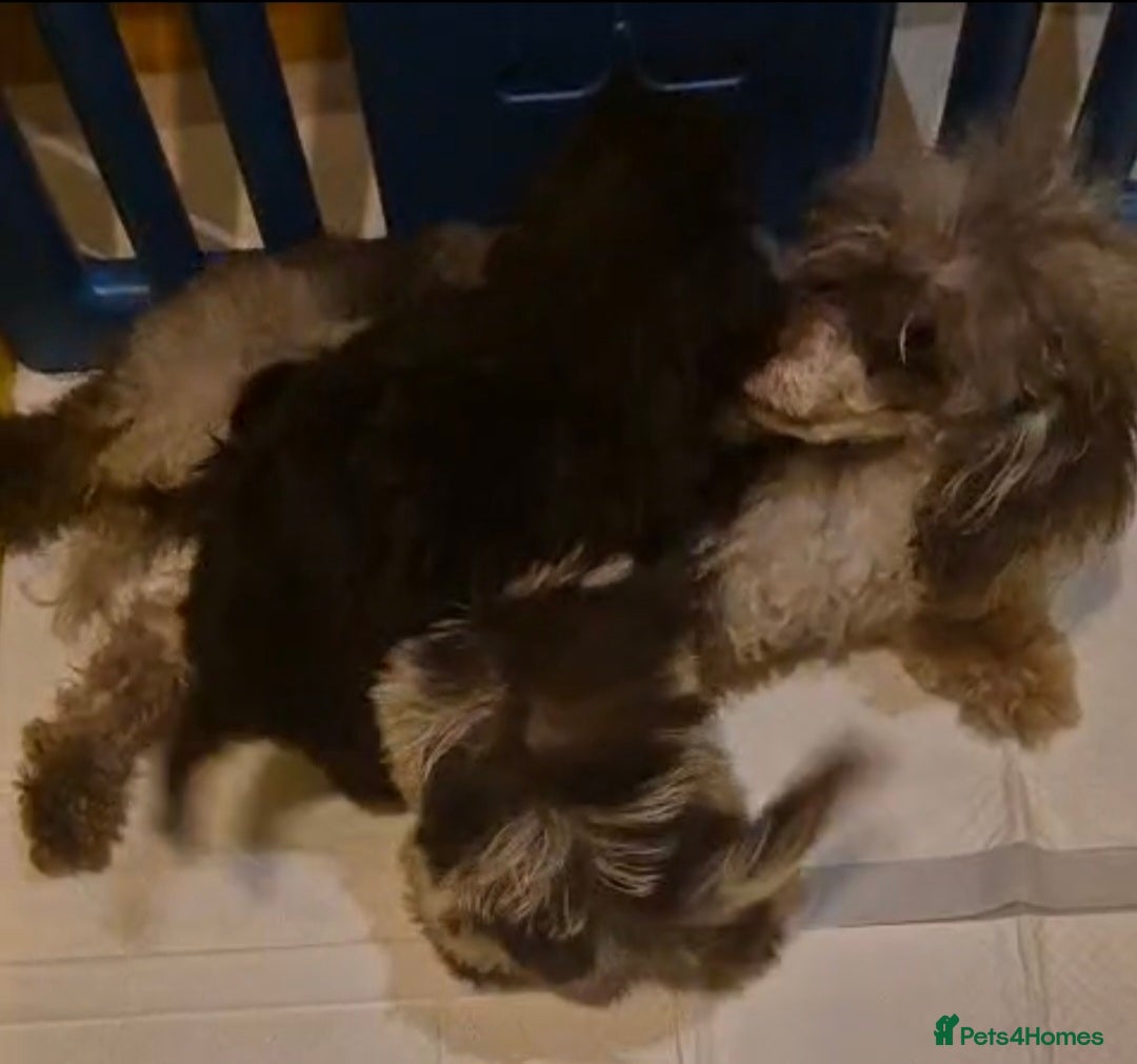 Shihpoo dogs for sale: Beautiful Chocolate & Tan Girl Ready Next Week  - Image 11
