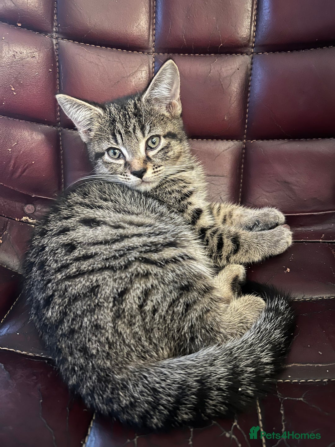 Mixed Breed cats for sale: Loving, Sweet Tempered Kittens - Image 2