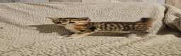Mixed Breed cats for sale: Part bengal kittens. - Advert 7