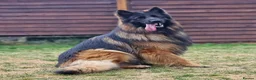 German Shepherd dogs for sale: SABLE LONG COAT GSD 10 MONTHS OLD  - Advert 5
