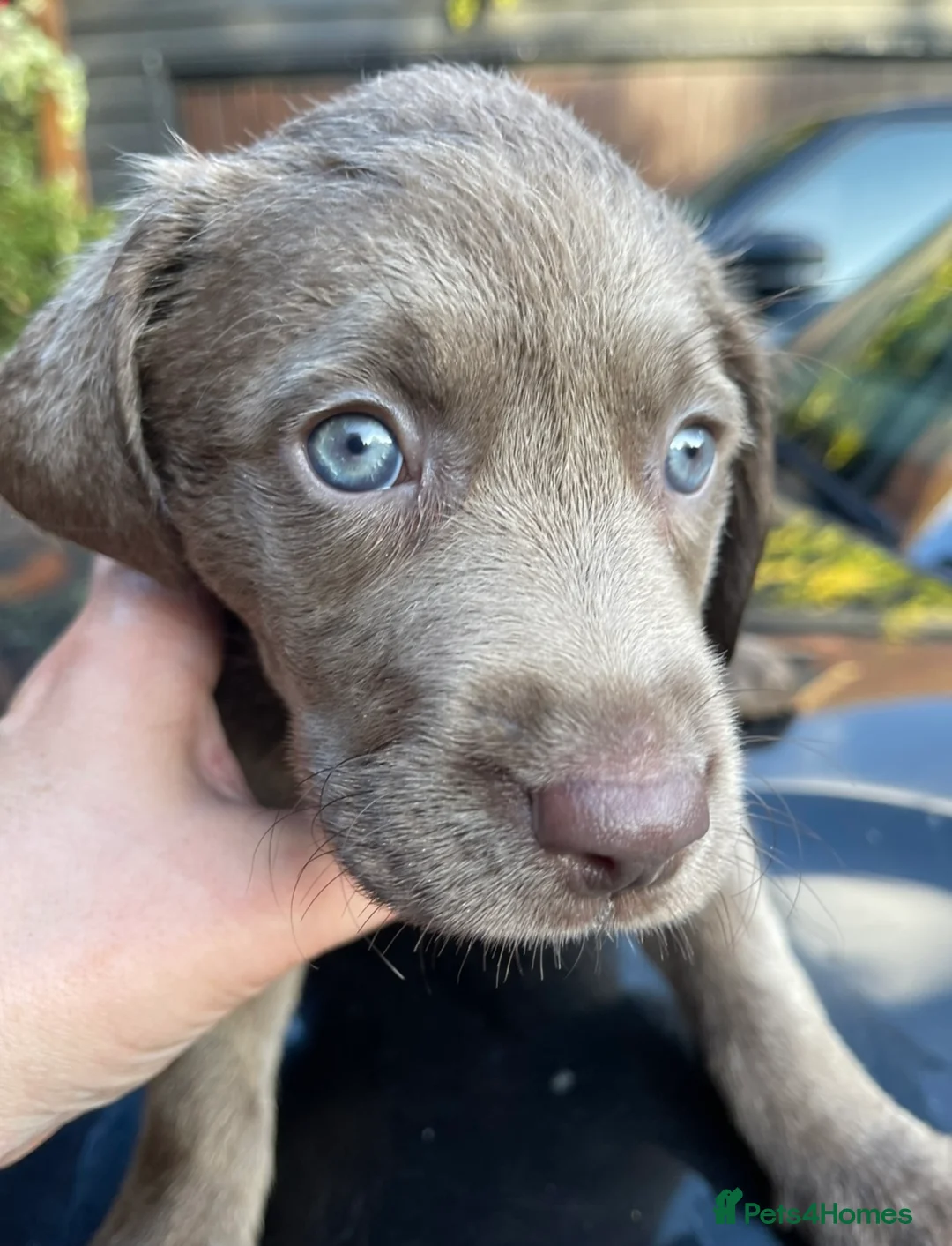 Labrador Retriever dogs for sale: Stunning Pure Pedigree Silver Labrador Puppies - Advert 17