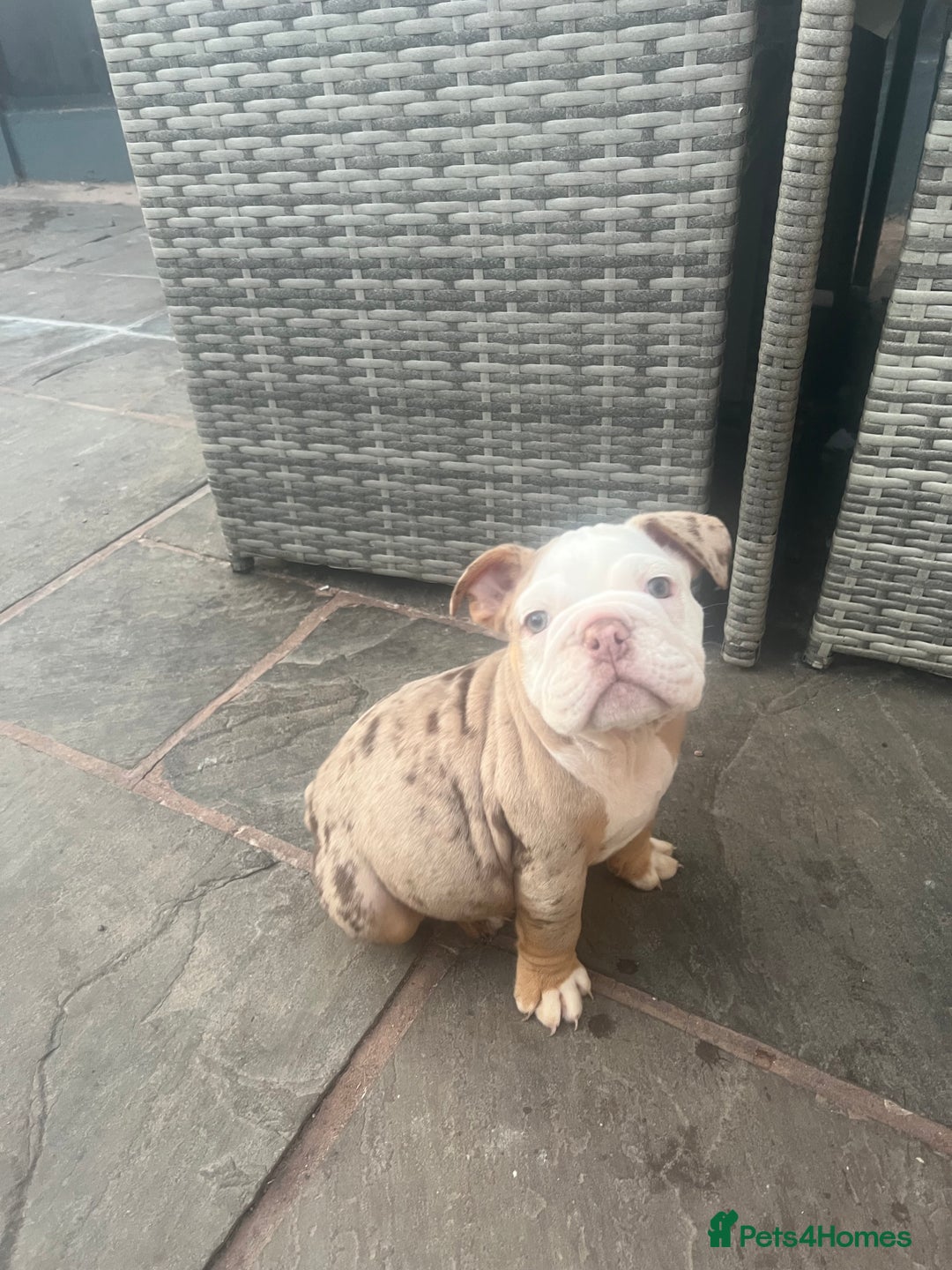 English Bulldog dogs for sale: Stunning New England Bulldogs! Ready for new home - Image 13