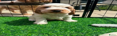 Cocker Spaniel 2
