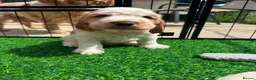 Cocker Spaniel dogs for sale: 🍋REAVAILABLE KC lemon roan show cocker - Advert 20