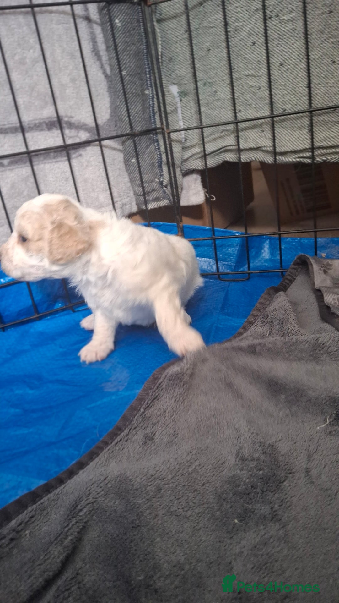 Cockapoo dogs for sale: Mr cassidy - Image 8