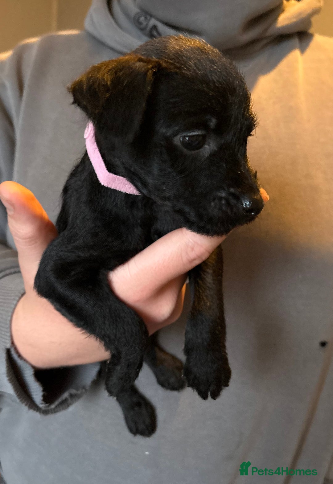 Patterdale Terrier dogs for sale: Patterdale puppies  - Image 4