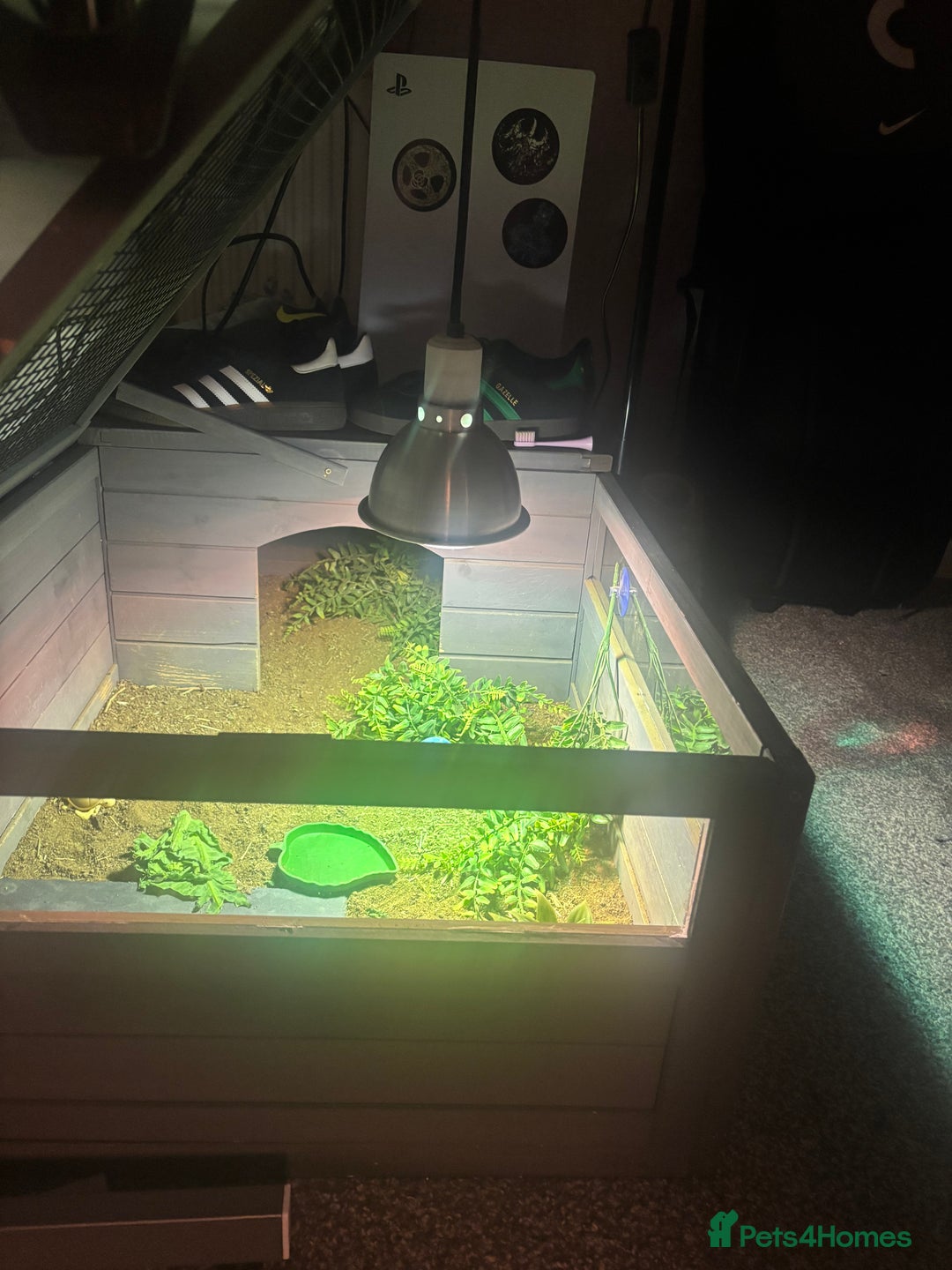 Hermann Tortoise reptiles for sale: Hermann tortoise  - Advert 3