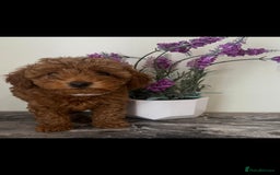 Toy Poodle dogs for sale: Beautiful Red Toy Poodle Puppies - Image 7