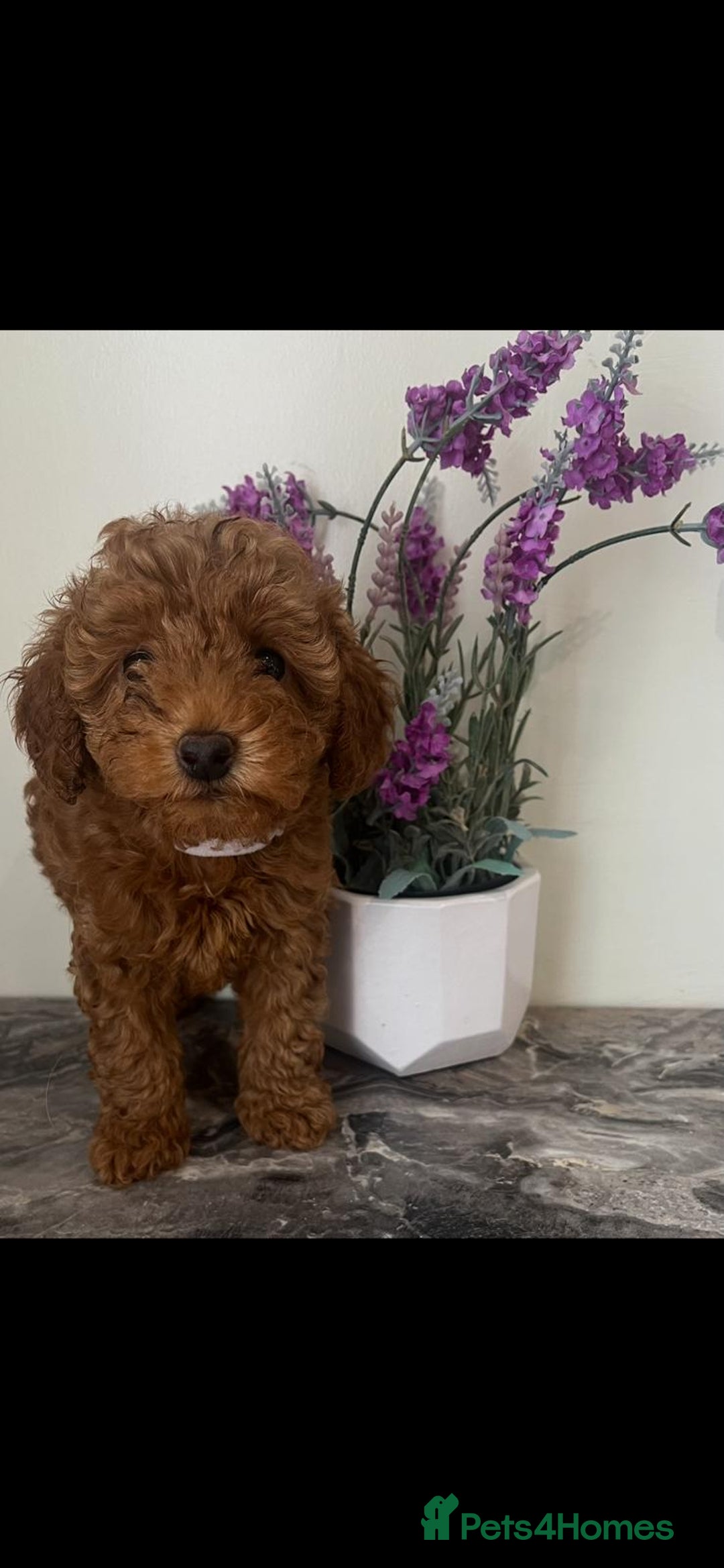 Toy Poodle dogs for sale: Beautiful Red Toy Poodle Puppies - Image 7