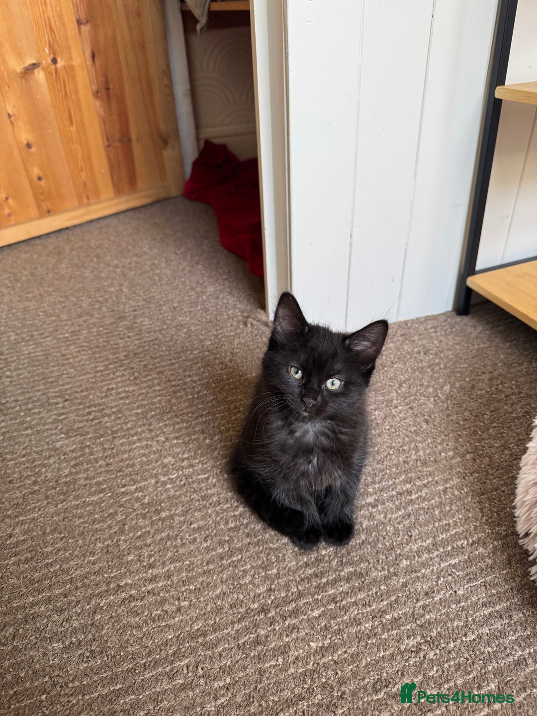 British Longhair cats for sale: Three kittens for sale  - Image 3