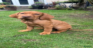 Hungarian Vizsla dogs in Birkenhead - Advert 5