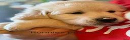 Golden Retriever dogs for stud: Health test golden retriever stud in Worksop - Advert 4