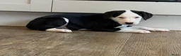 Mixed Breed dogs for sale: Dalmatian x collie puppies in Stone - Advert 6