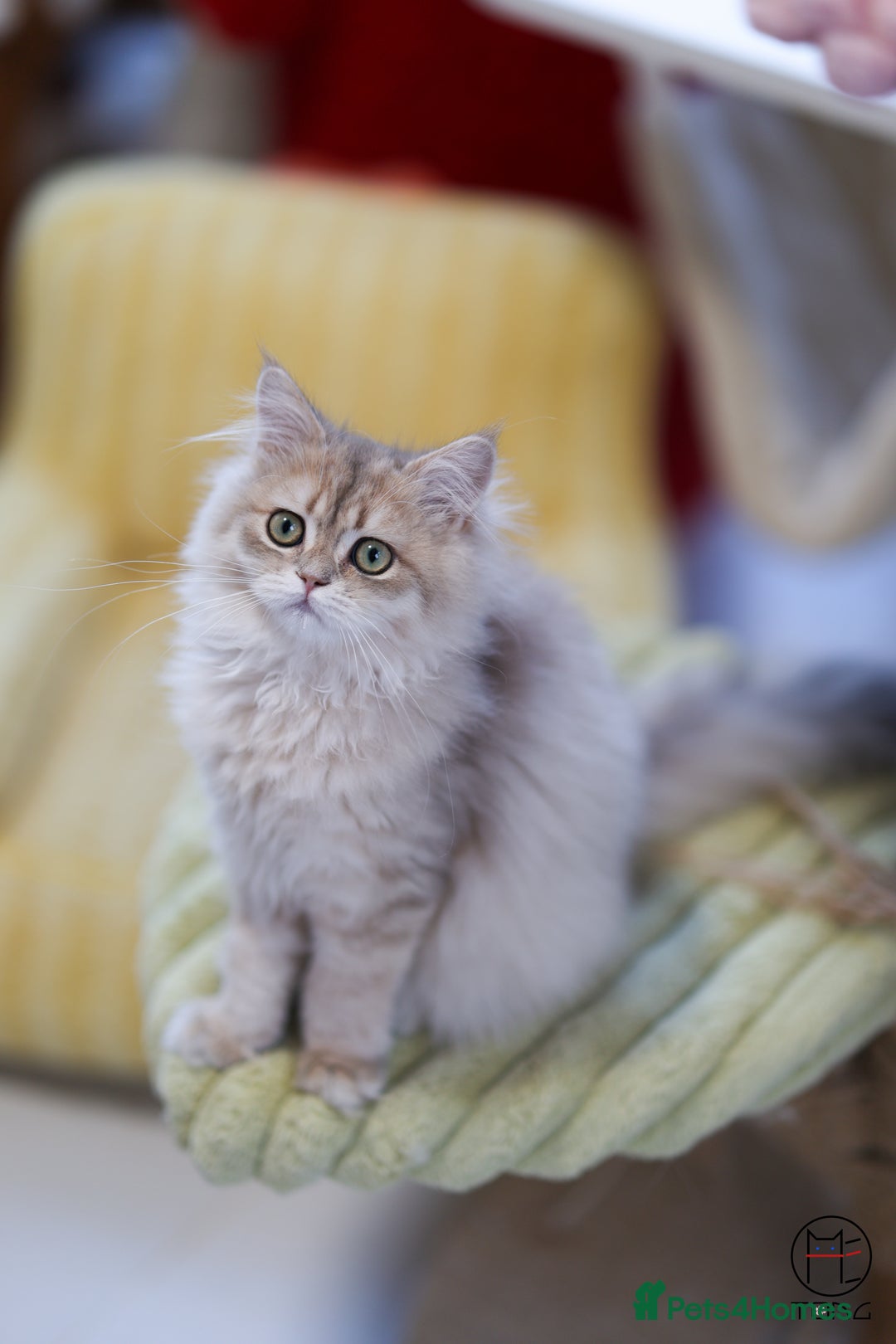 British Shorthair cats for sale: Adorable Blue Golden BSH/BLH kittens - Image 3