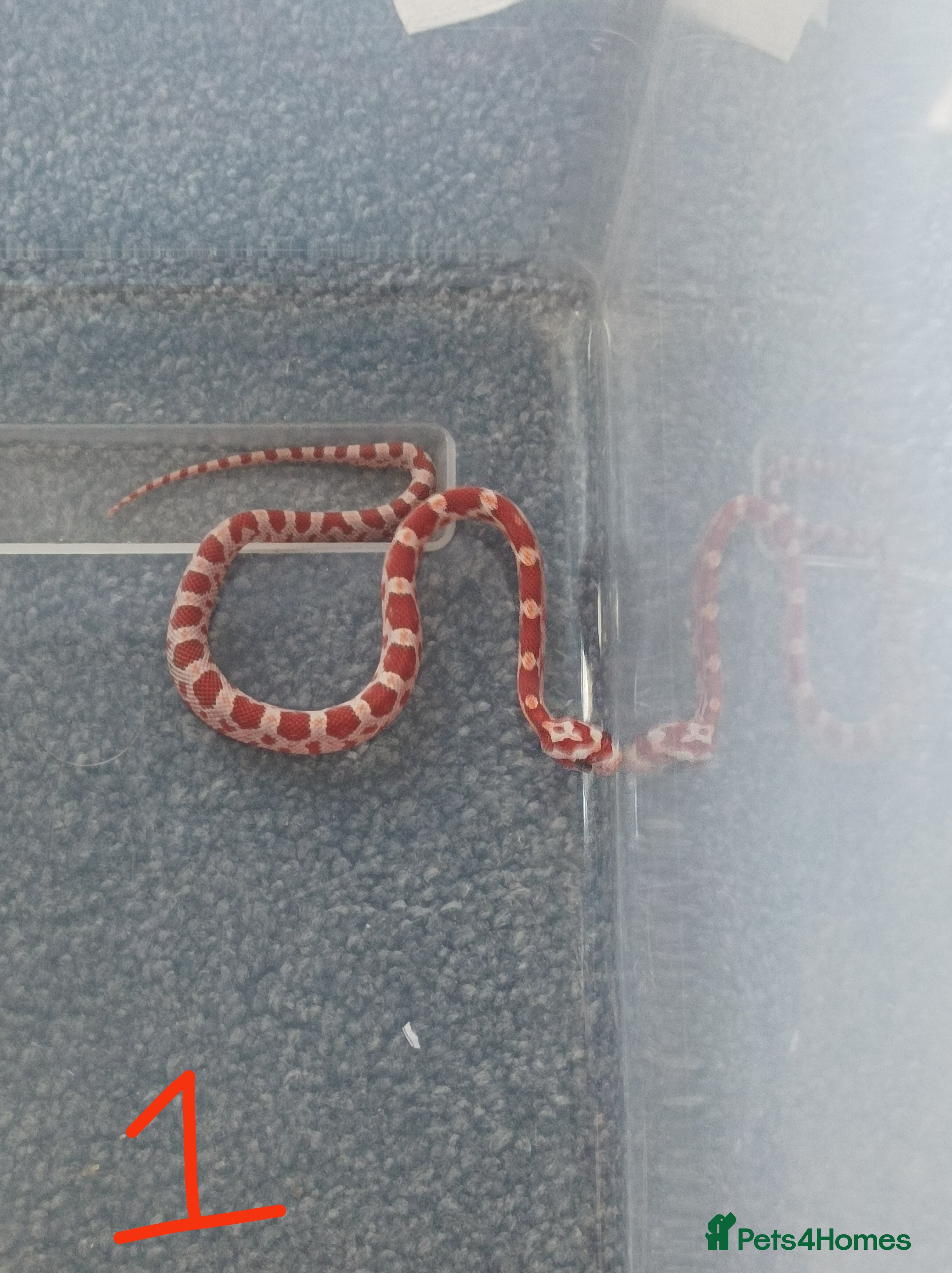 Corn Snake reptiles 7 x baby corn snakes for sale  - Advert 1