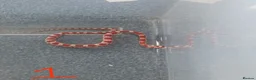 Corn Snake reptiles for sale: 7 x baby corn snakes for sale  - Advert 1