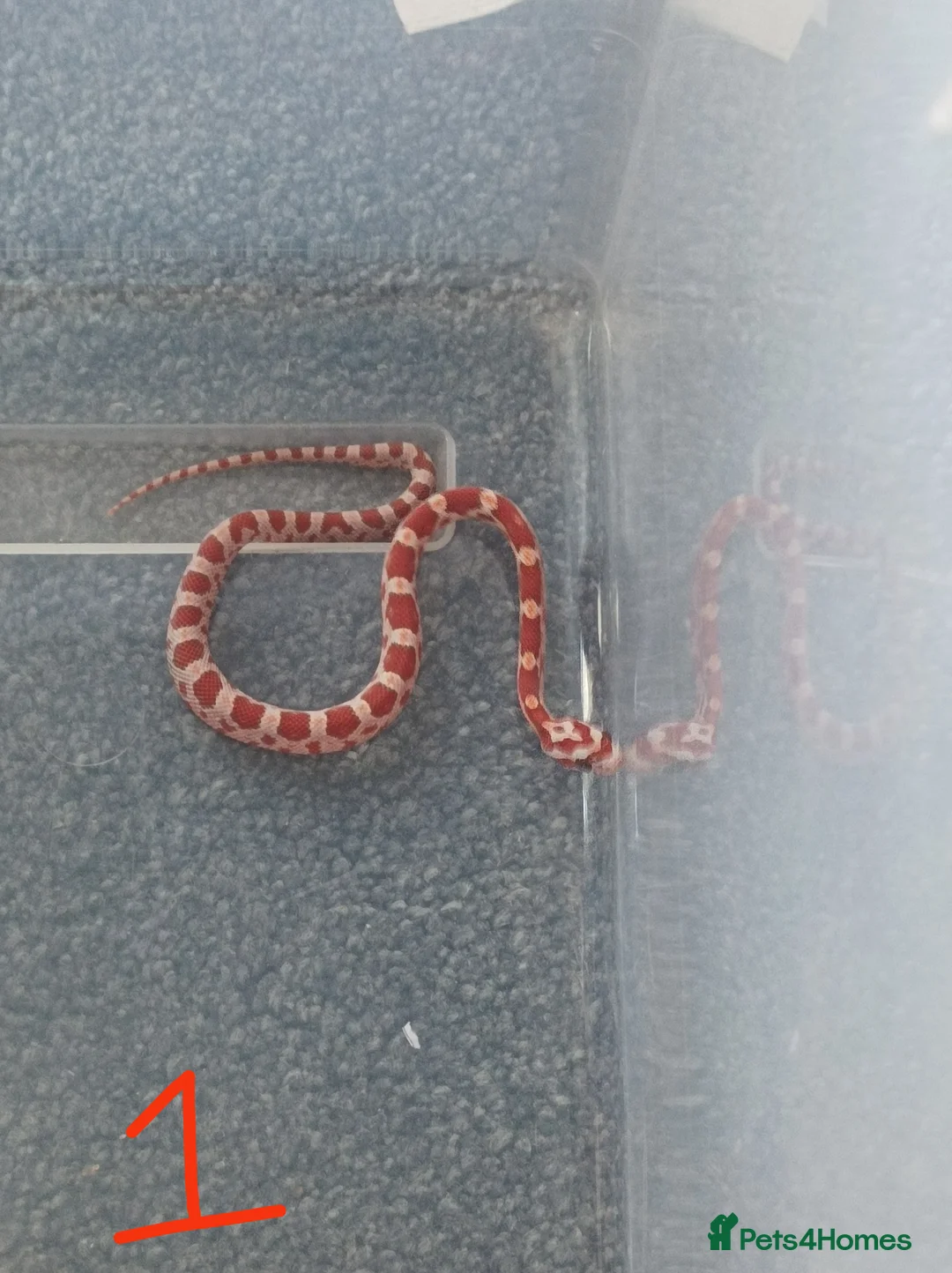 Corn Snake reptiles for sale: 7 x baby corn snakes for sale  - Advert 1